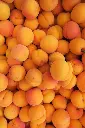 Apricots