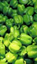 Capsicum Green